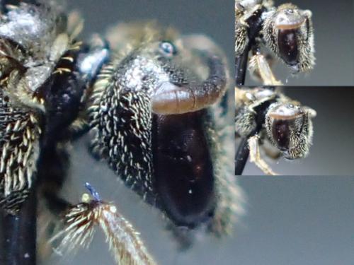 Réf. 317 420 : Lasioglossum glabriusculum